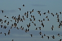 White-fronted geese flock - B